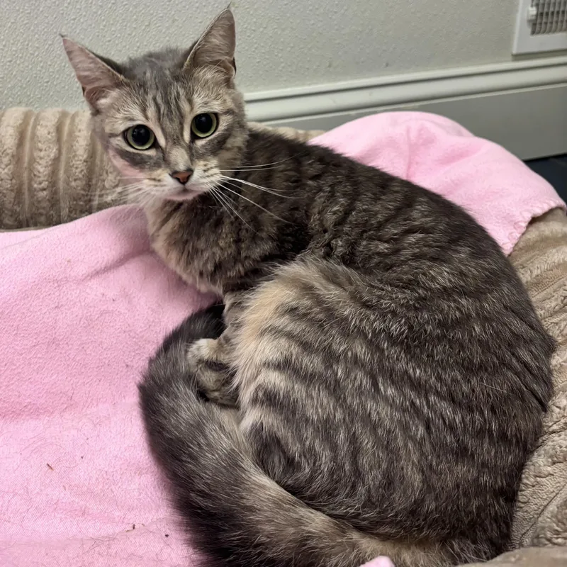 A young medium-sized female Tabby (Gray / Blue / Silver) Domestic Short Hair cat named Poppy for adoption in Fall River, MA