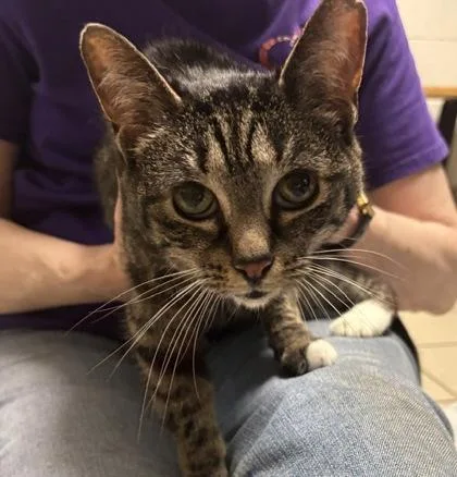 An adult medium-sized female Domestic Short Hair cat named Shortcake for adoption in Traverse City, MI