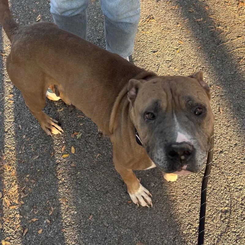 A senior small-sized female Brown / Chocolate Pit Bull Terrier dog named Dina ~ Coming Soon!!! for adoption in Chicago, IL