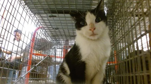 A young small-sized female Domestic Short Hair cat named Nami for adoption in Miami, FL