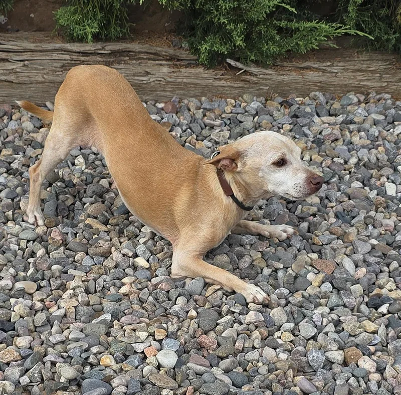 An adult small-sized male Chihuahua dog named Wonderous Lil Mr Waylon for adoption in Albuquerque, NM