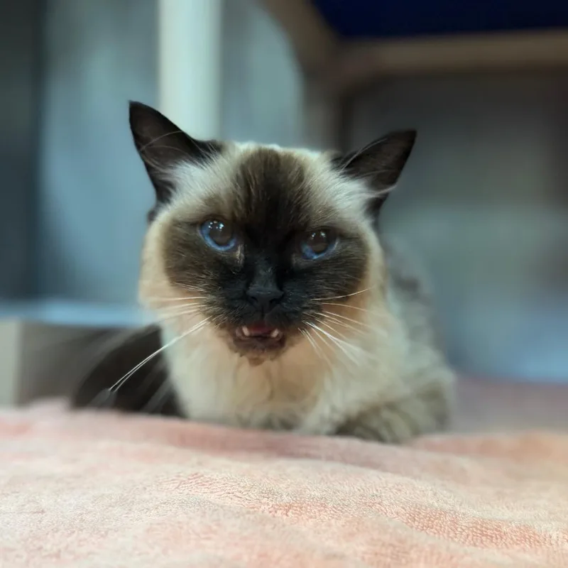 A senior medium-sized female Brown / Chocolate Ragdoll cat named Violet for adoption in Perkiomenville, PA