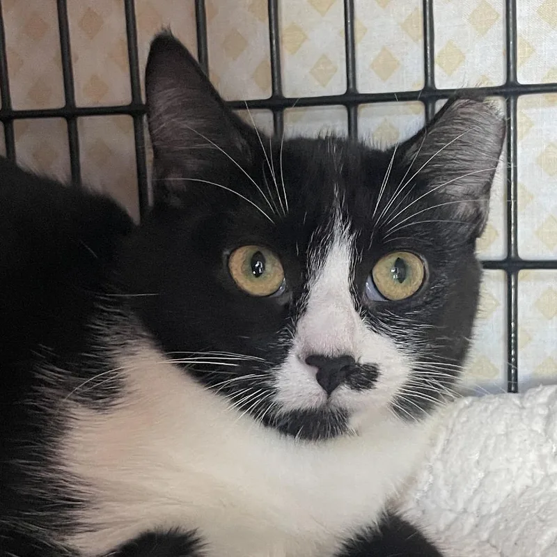A baby small-sized female Black Domestic Short Hair cat named Draculaura for adoption in Chicago, IL