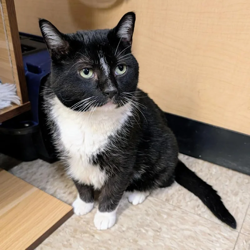 An adult large-sized male Black Domestic Short Hair cat named Hal for adoption in Toms Brook, VA