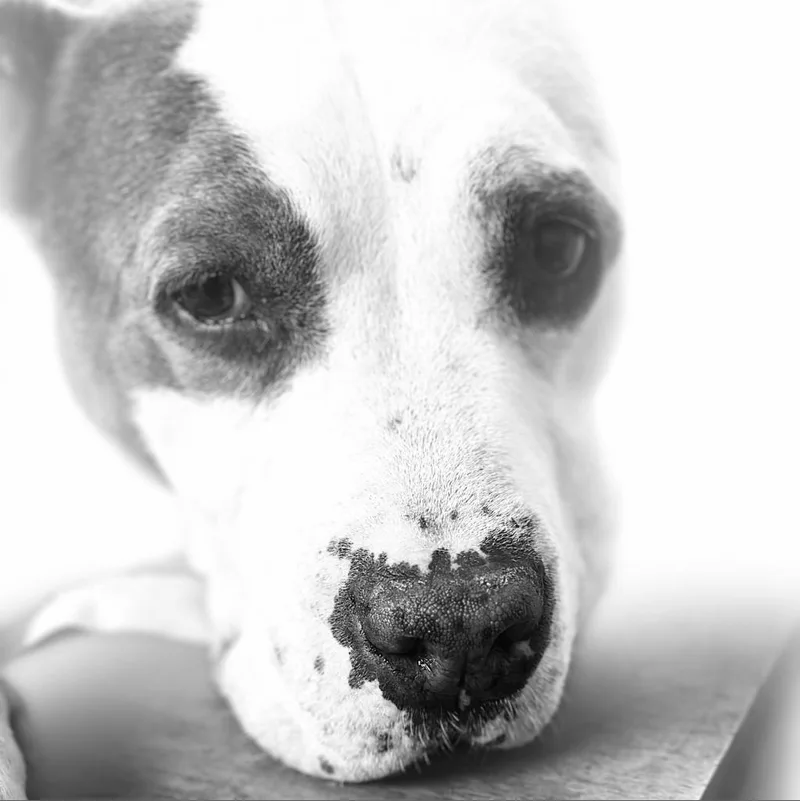 Gracie Lou
