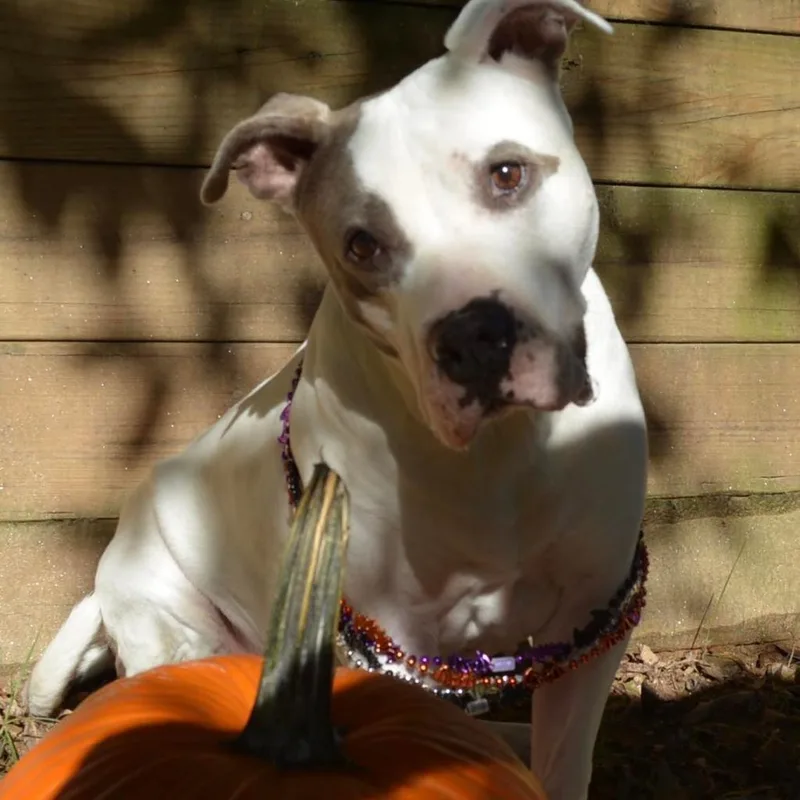 Gracie Lou thumbnail 2