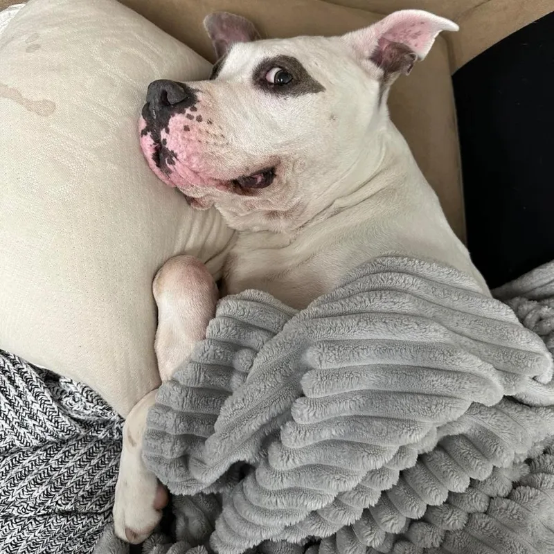 Gracie Lou thumbnail 3