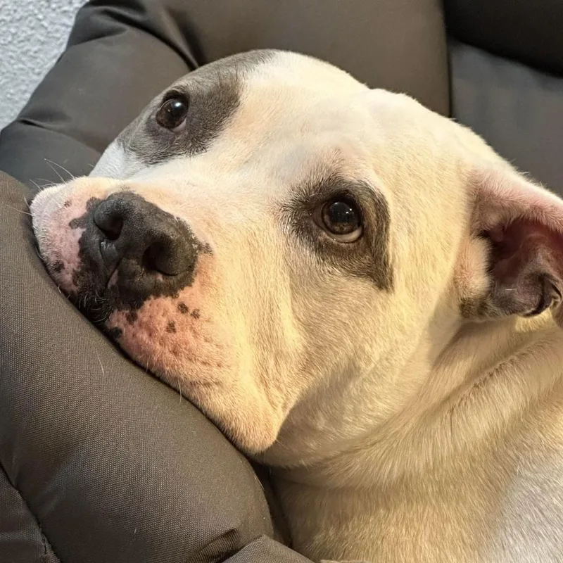 Gracie Lou thumbnail 4