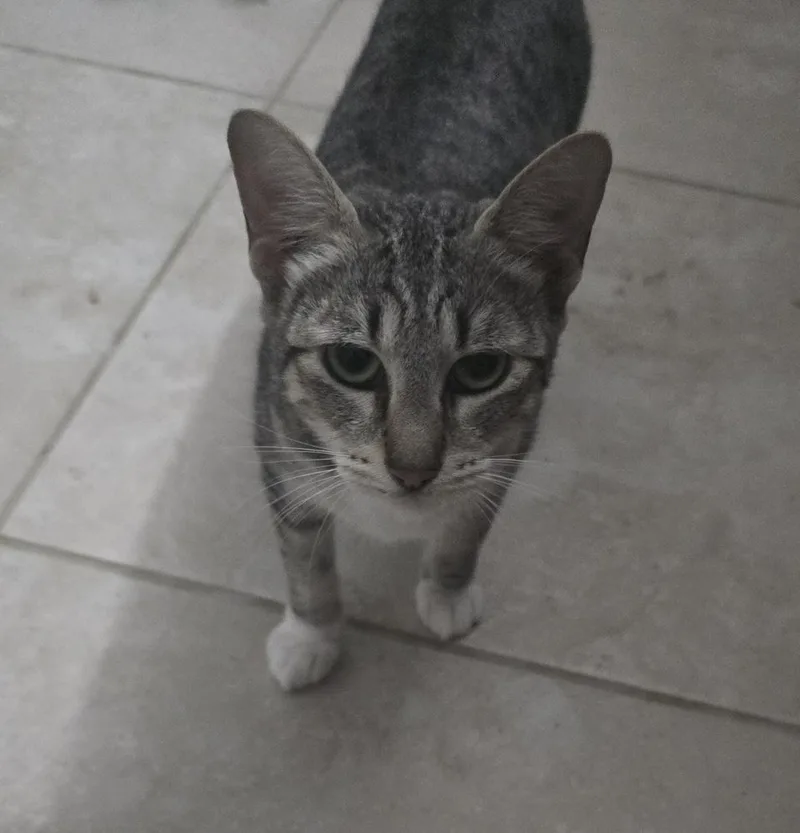 A young medium-sized female Gray & White Domestic Short Hair cat named Jennyanydots for adoption in Ruskin, FL
