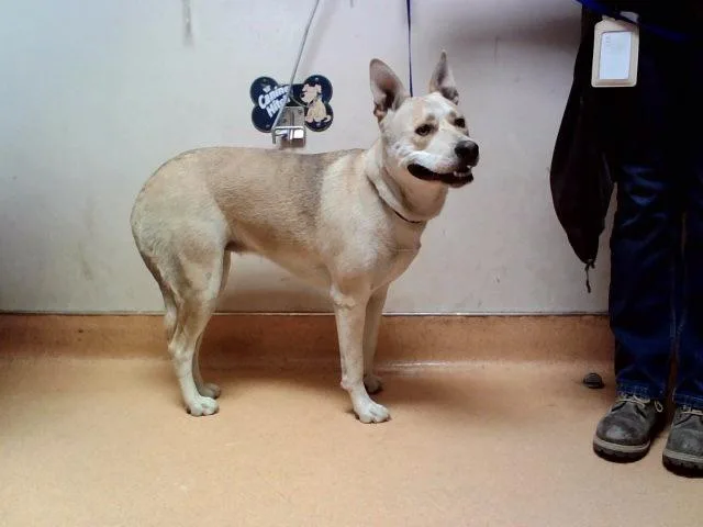 A young large-sized female Siberian Husky dog named Coffee for adoption in Martinez, CA