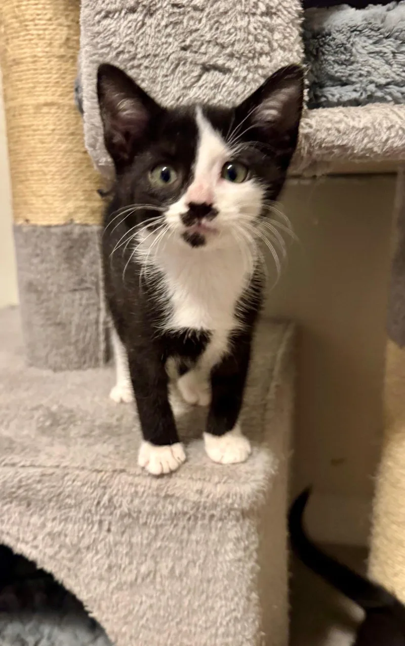A baby small-sized male Domestic Short Hair cat named Bruin for adoption in Seven Valleys, PA