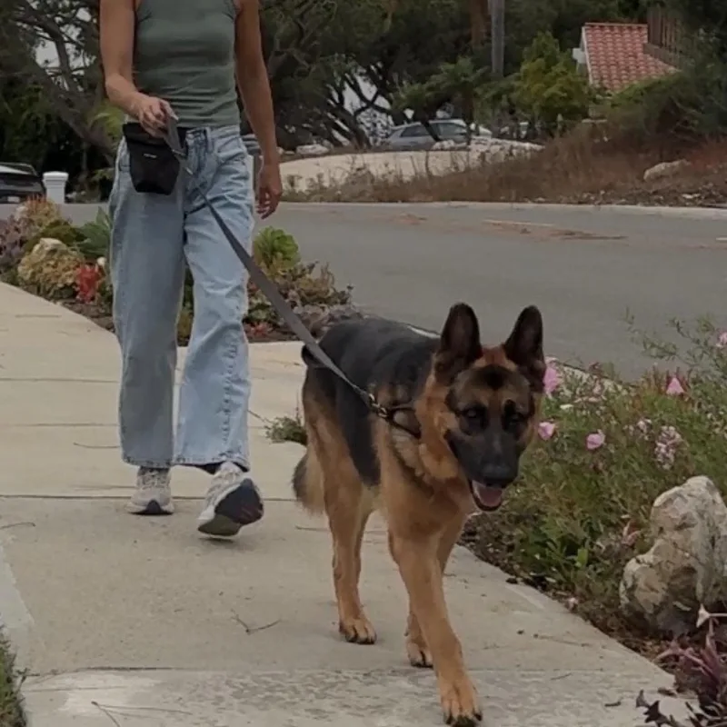 An adult large-sized male German Shepherd Dog dog named McCAY for adoption in Los Angeles, CA
