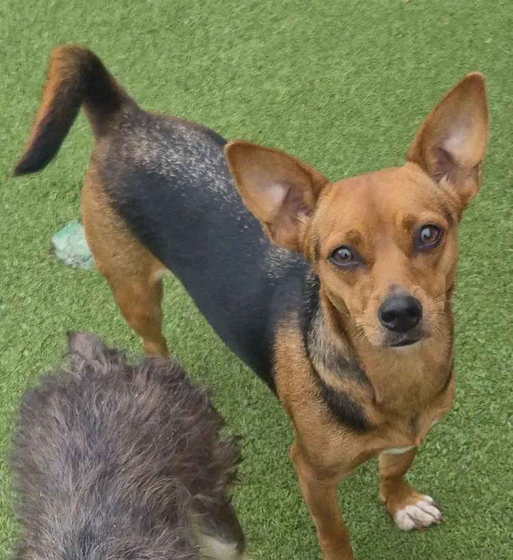 An adult small-sized female Corgi dog named Chiquita for adoption in Carrollton, TX