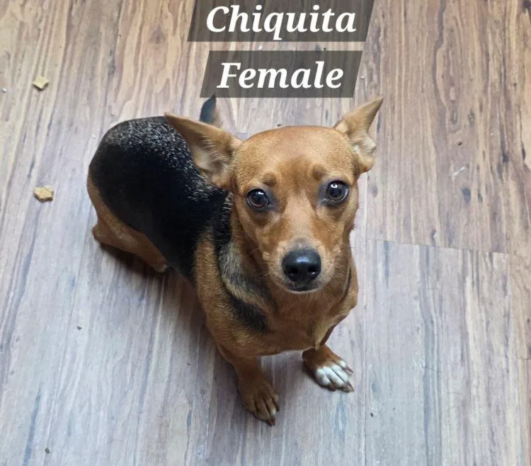 Chiquita thumbnail 2