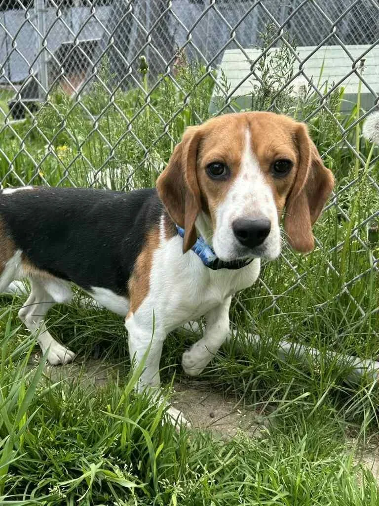 A young medium-sized male Tricolor (Brown, Black, & White) Beagle dog named Courage for adoption in Neillsville, WI