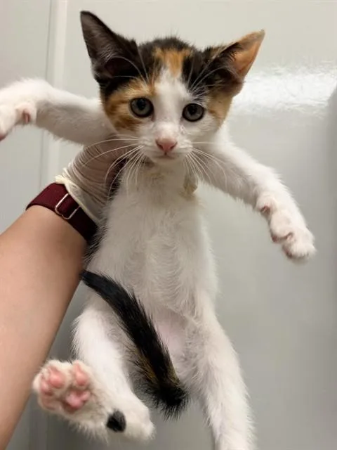 A baby small-sized female Domestic Short Hair cat named Kaia for adoption in Ontario, CA