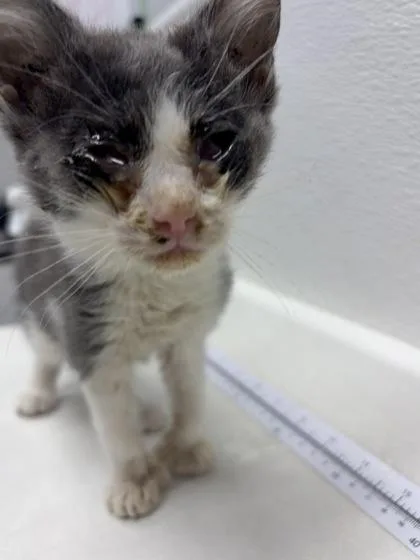 A baby small-sized female Domestic Short Hair cat named Sarah for adoption in West Chester, PA