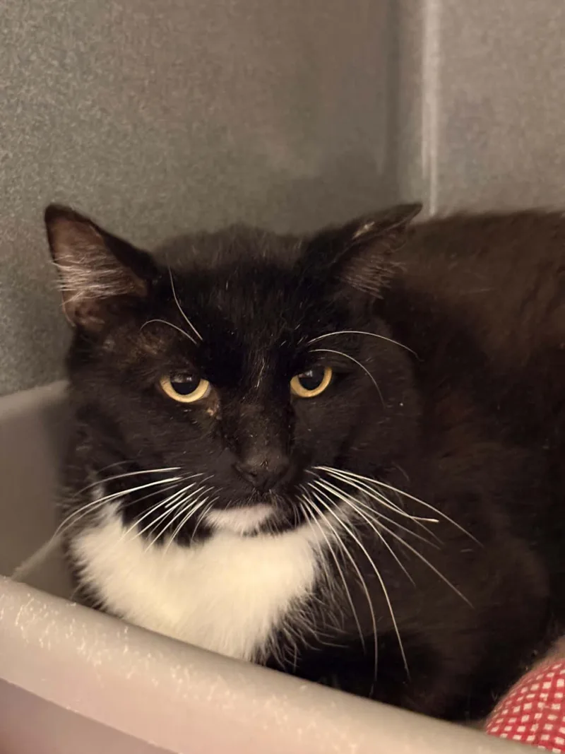 An adult medium-sized male Domestic Short Hair cat named Jedd for adoption in Paris, ME