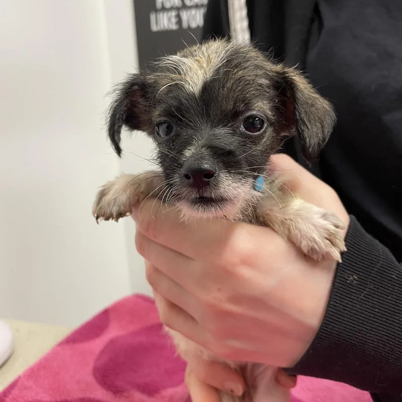 A baby small-sized female Chihuahua dog named Pickled Egg for adoption in Austin, TX