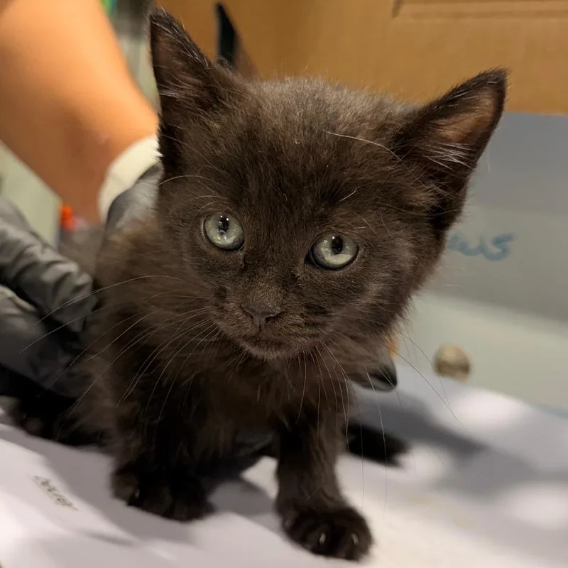 A baby small-sized female Black Domestic Short Hair cat named Francesca for adoption in Tampa, FL