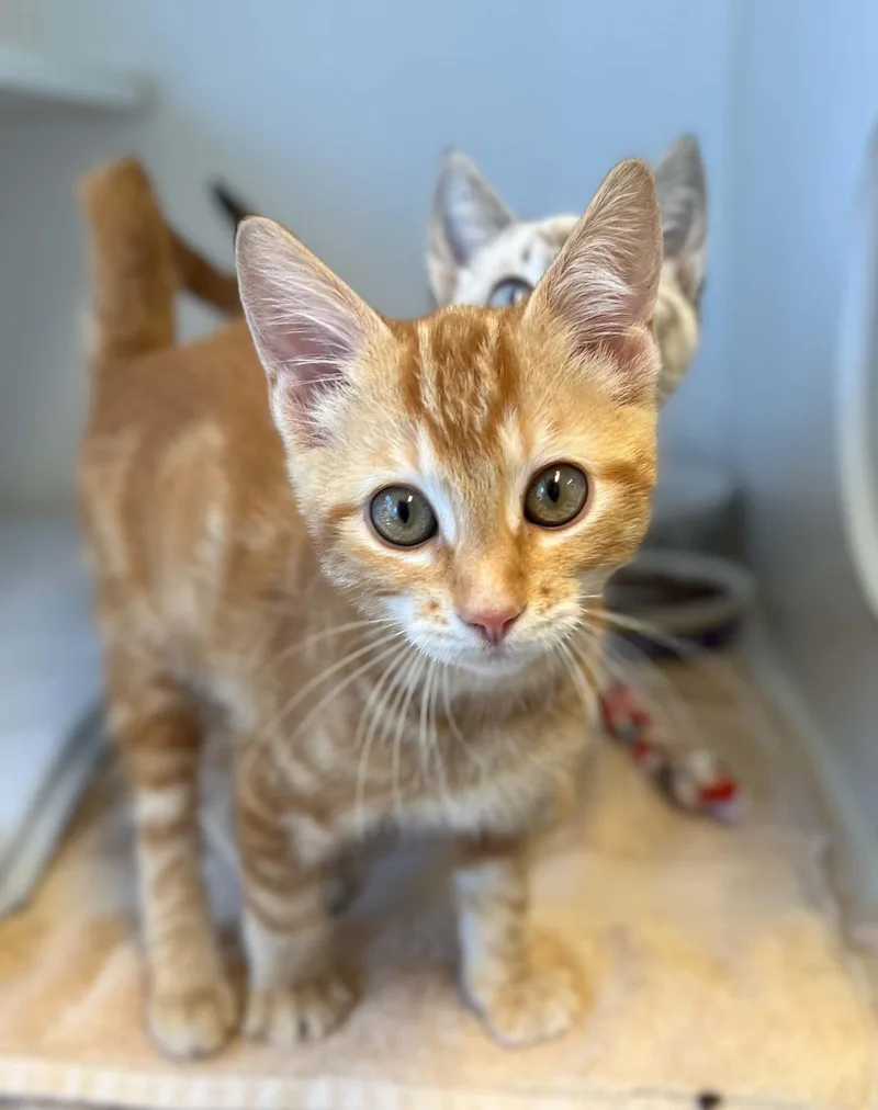 A baby medium-sized male Orange / Red Domestic Short Hair cat named Tubby for adoption in Grants Pass, OR
