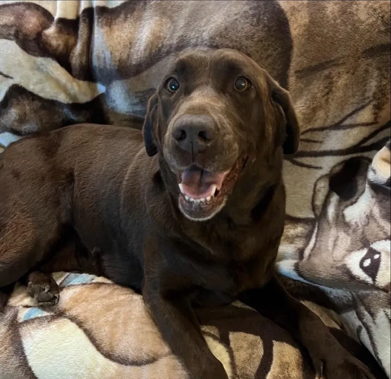An adult large-sized female Chocolate Labrador Retriever dog named Rose for adoption in Shingle Springs, CA