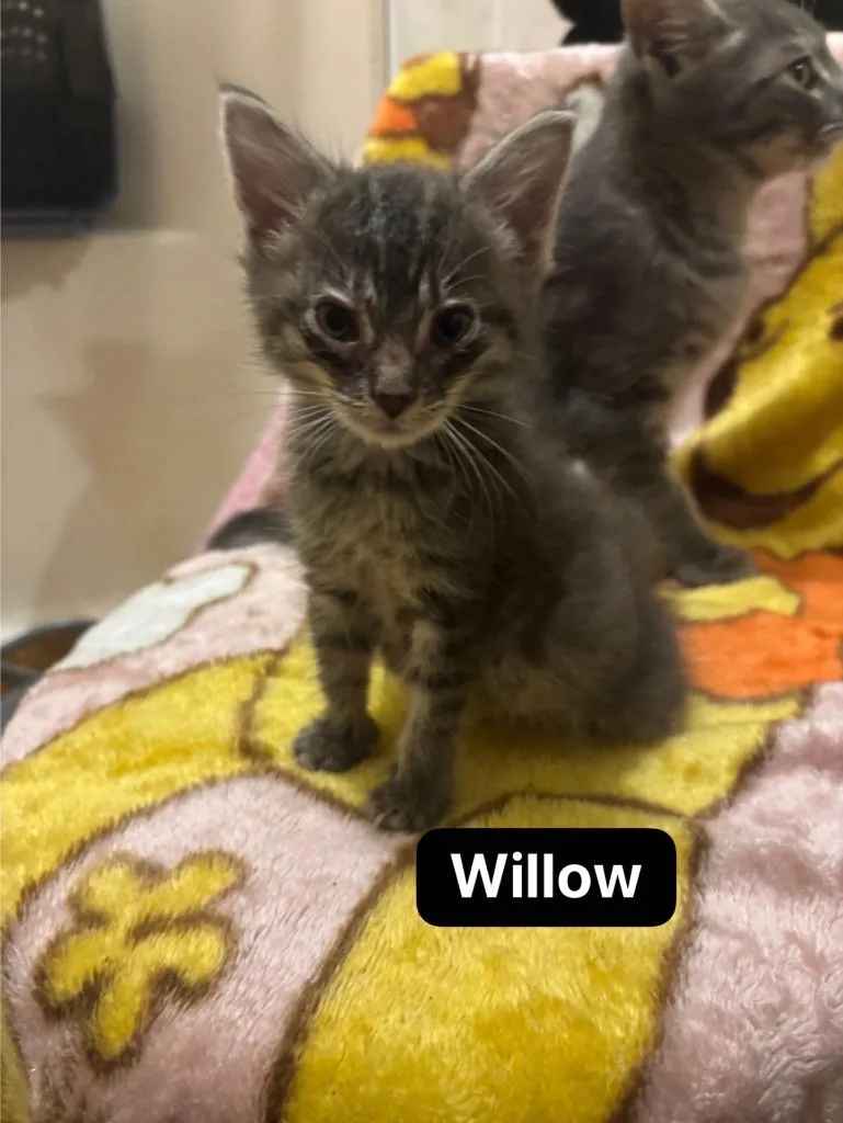 A baby medium-sized female Domestic Short Hair cat named Willow for adoption in Johnson City, TN