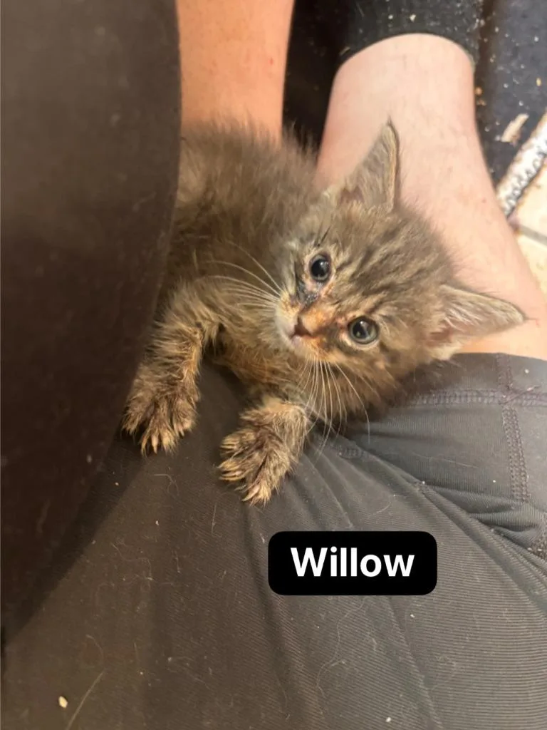 Willow thumbnail 2