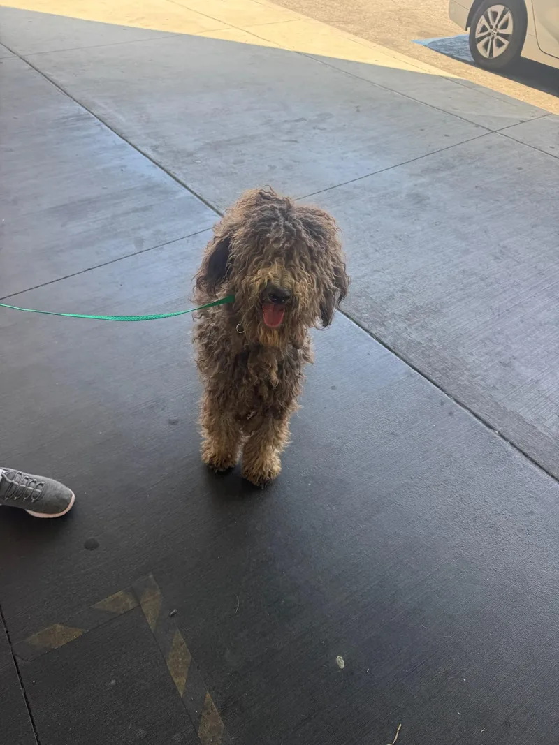 An adult large-sized female Poodle dog named Spot for adoption in Los Angeles, CA