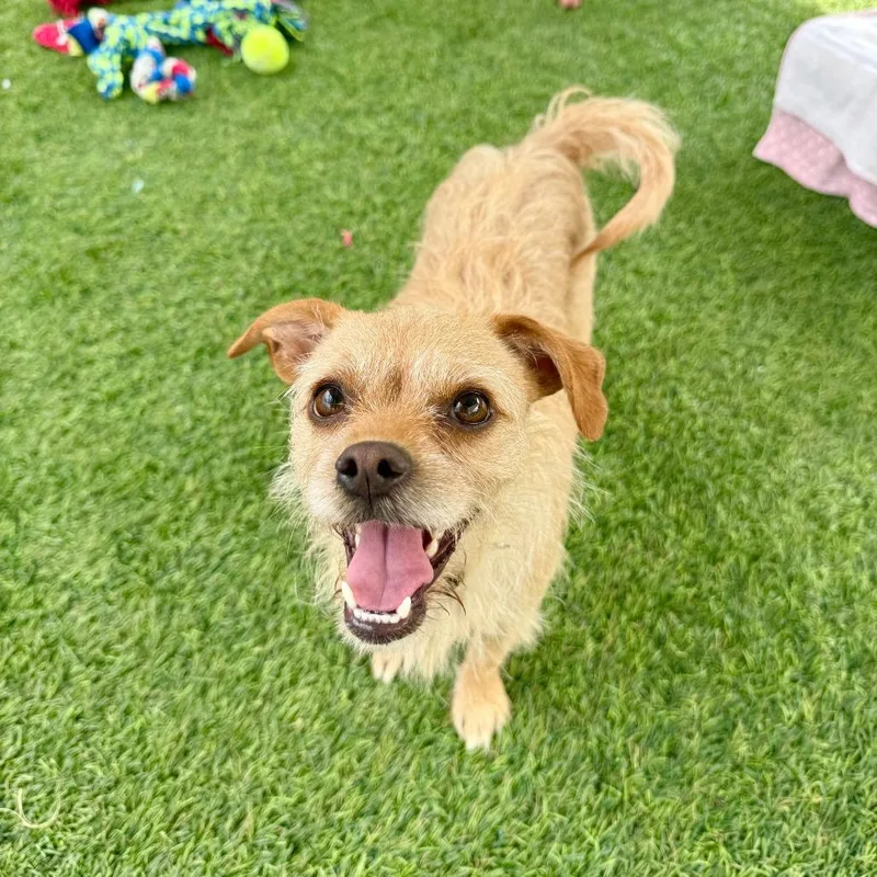 An adult small-sized female Yellow / Tan / Blond / Fawn Terrier dog named June Bug for adoption in Agoura Hills, CA