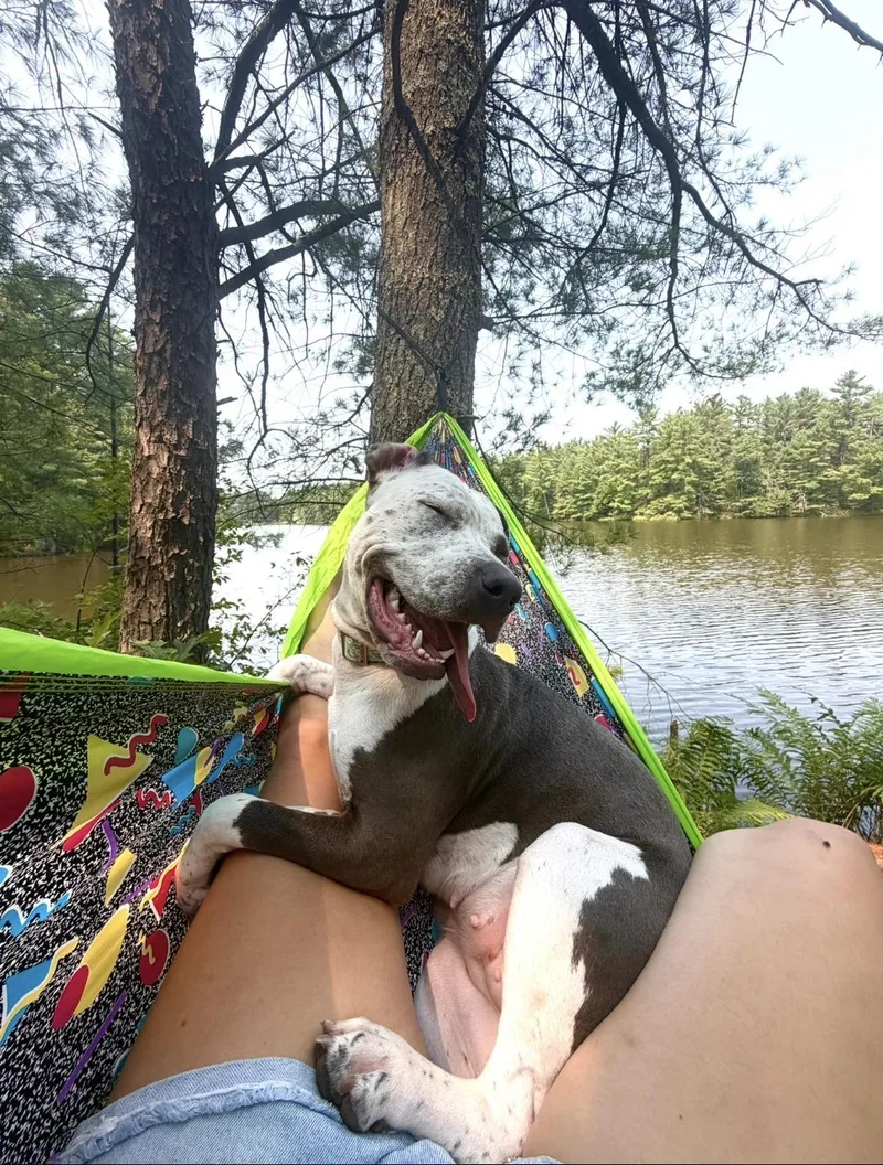 A young large-sized female American Staffordshire Terrier dog named Telulah for adoption in Sparta, WI