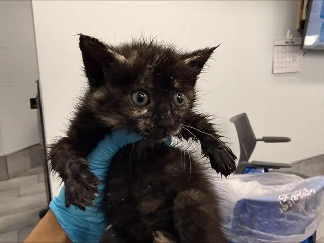 A baby small-sized female Domestic Short Hair cat named Bug for adoption in Charlotte, NC