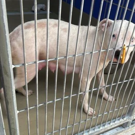 An adult medium-sized female White / Cream Pit Bull Terrier dog named Apple Bloom for adoption in Austin, TX