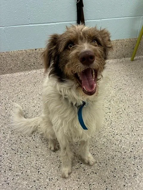 A young large-sized male German Wirehaired Pointer dog named Pancho for adoption in Brighton, CO