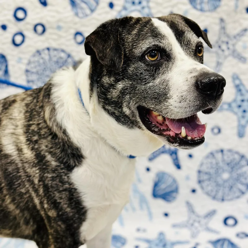 An adult large-sized male Brindle Husky dog named Cosmo for adoption in Manahawkin, NJ
