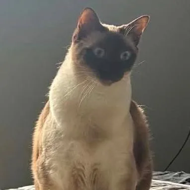 An adult small-sized female Cream / Ivory Domestic Short Hair cat named Lili Sinclair for adoption in Woodbury, NJ