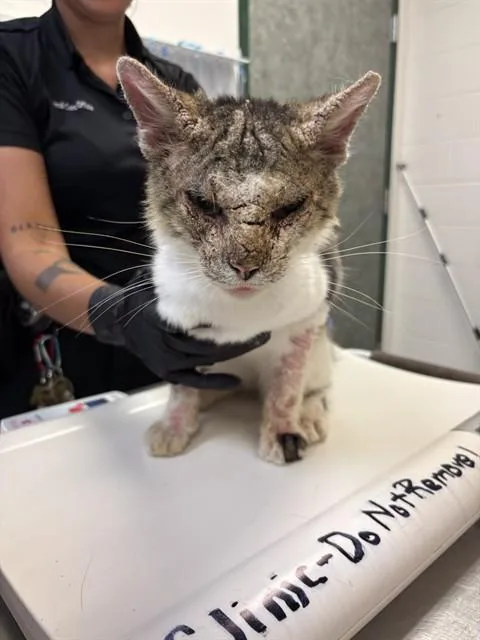 An adult medium-sized male Domestic Short Hair cat named Georgey O'Meowy for adoption in Corpus Christi, TX