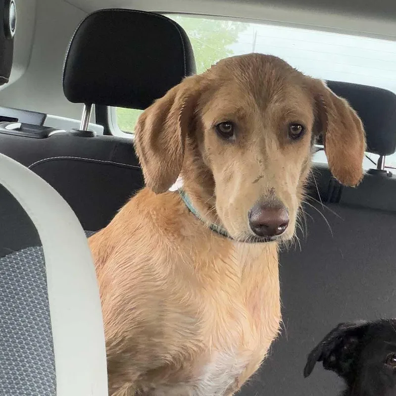 A young medium-sized female Yellow / Tan / Blond / Fawn Yellow Labrador Retriever dog named Kira for adoption in White Bear Lake, MN
