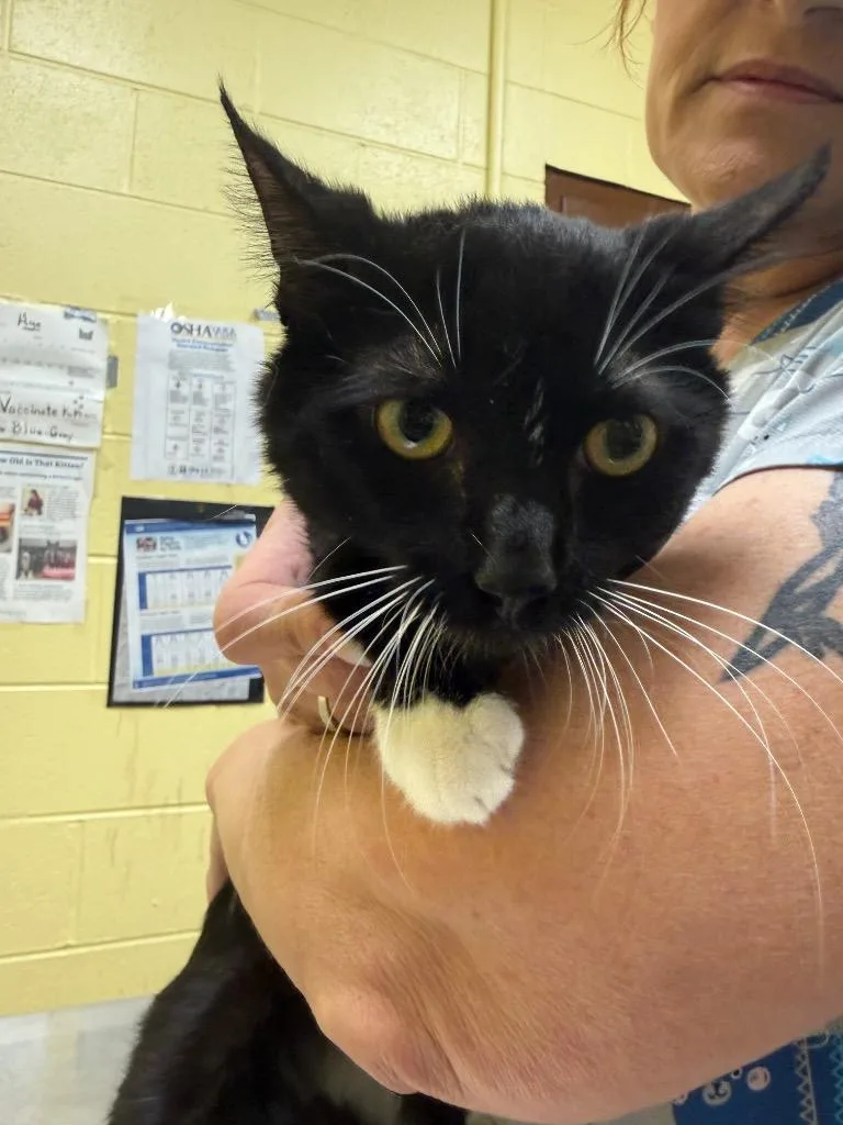 A young medium-sized male Domestic Short Hair cat named Cosmo for adoption in Crossville, TN