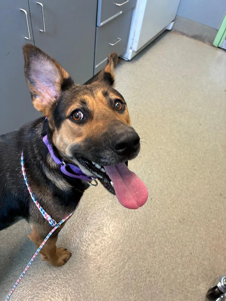 A young medium-sized female Shepherd dog named Sage for adoption in Bloomington, IN