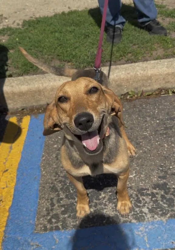 An adult medium-sized female Black Beagle dog named Elvira for adoption in Wantagh, NY