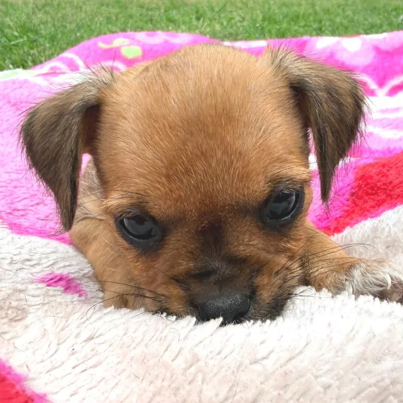 Snickers thumbnail 2