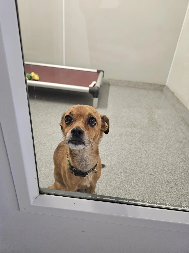 A young small-sized male Chihuahua dog named Benny for adoption in Minooka, IL