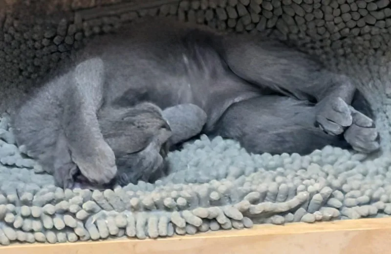 A baby medium-sized female Gray / Blue / Silver Domestic Short Hair cat named Maxine for adoption in Columbus, OH