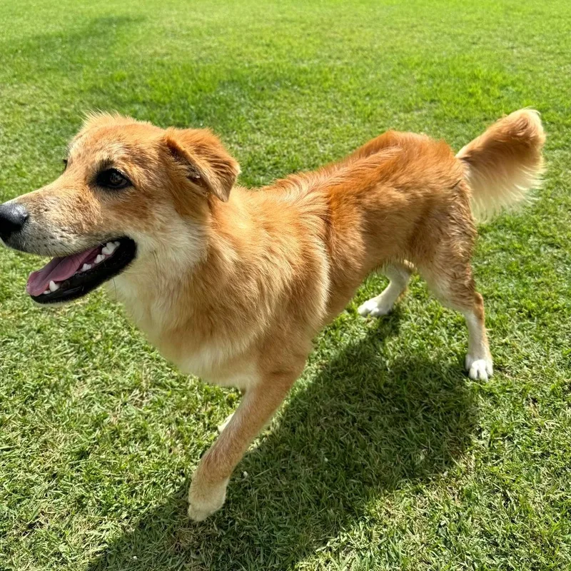 Bacon Baxter "friendly & thumbnail 2