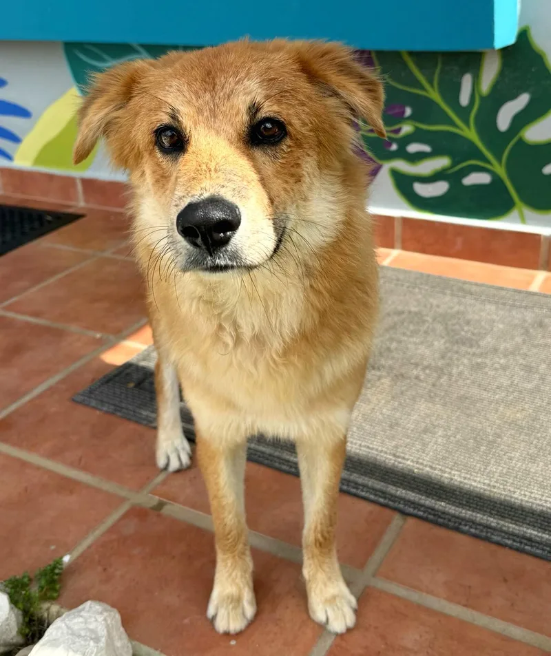 Bacon Baxter "friendly & thumbnail 3