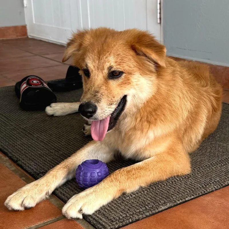 Bacon Baxter "friendly & thumbnail 5