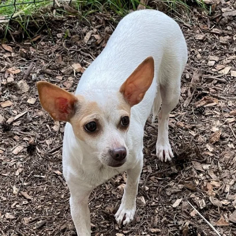 An adult small-sized female White / Cream Chihuahua dog named Yaya for adoption in Graham, WA
