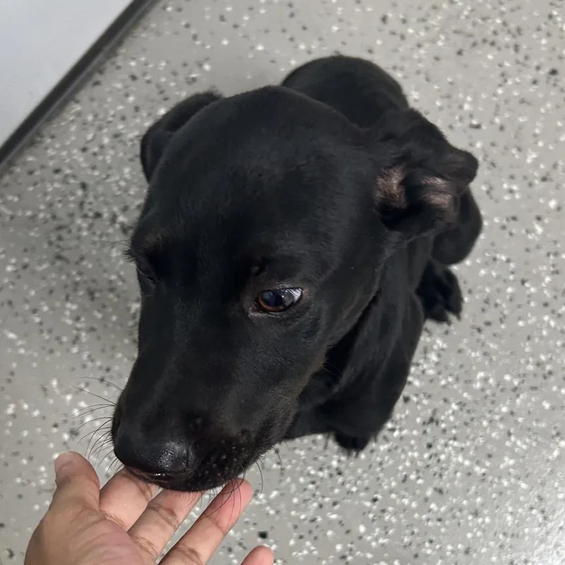A baby small-sized male Black Beagle dog named Chandler for adoption in La Grange, KY
