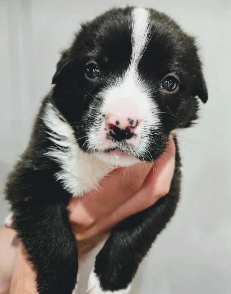 A baby medium-sized female American Staffordshire Terrier dog named Oakley for adoption in Holly Springs, NC